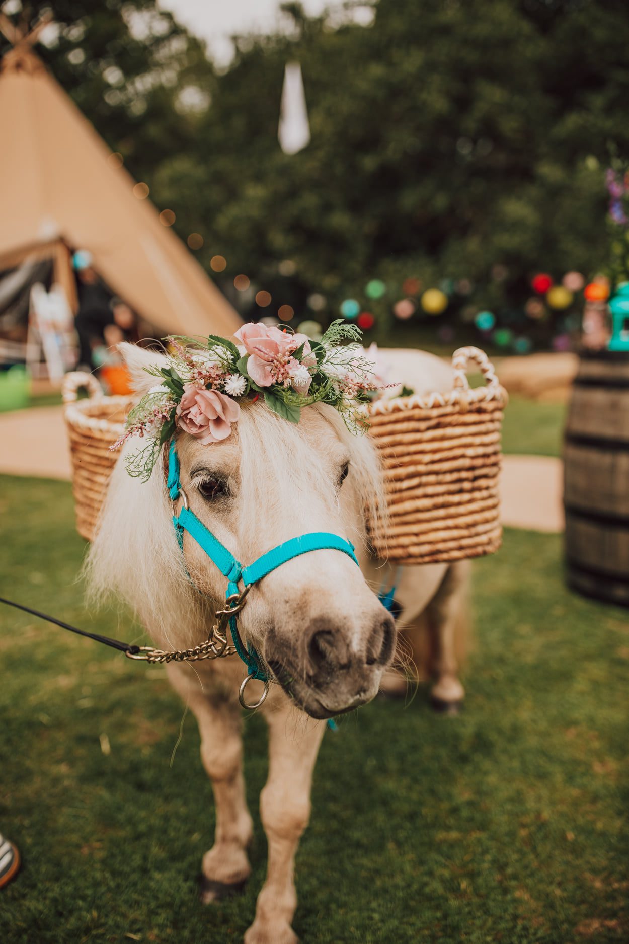 wedding foal horse