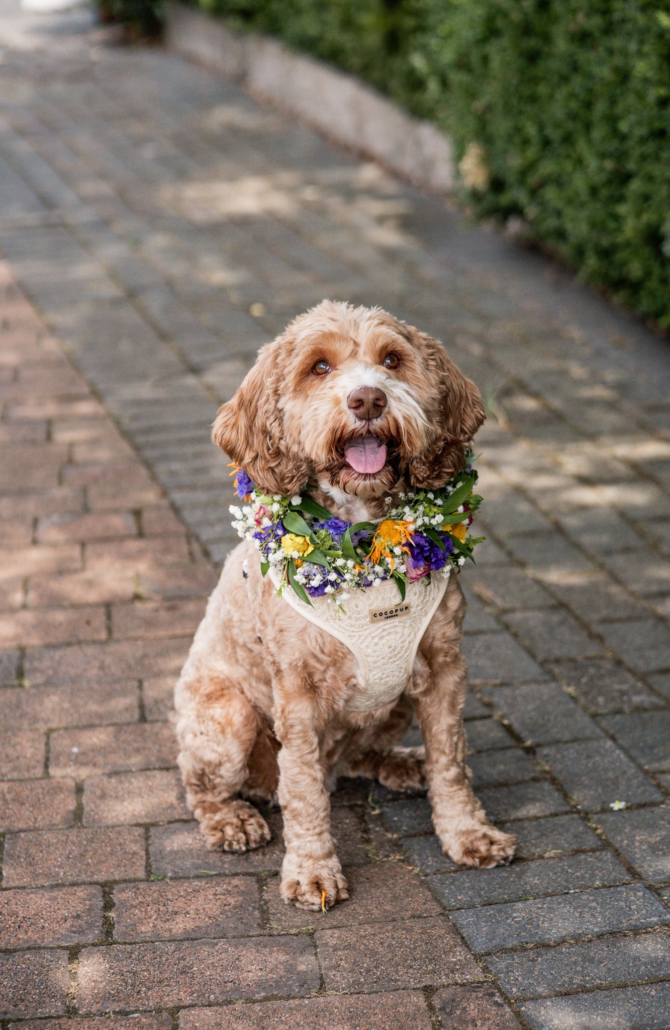 wedfest festival wedding dog floral outfit wedfest festival wedding dog floral outfit